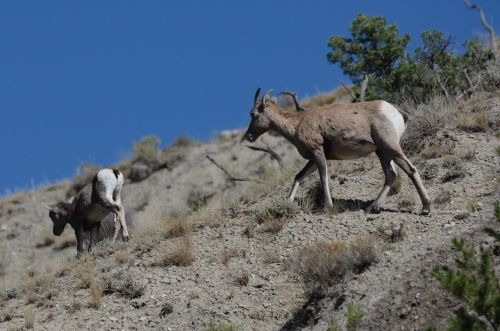 goat mountain goat animal