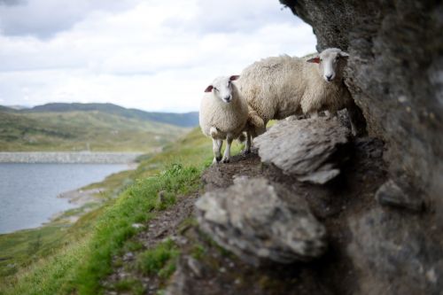 sheep norway high landscape