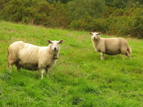 sheep farm farm animals