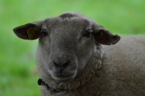 sheep ovine animal