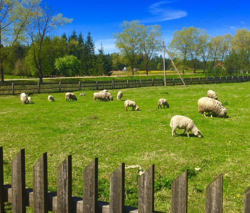 sheep farm field