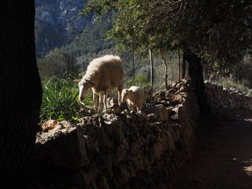 sheep away dry stone wall