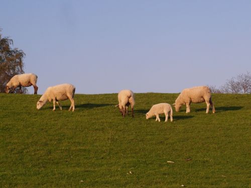 sheep dike elbe