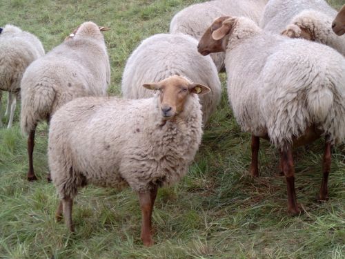 sheep east frisia dike