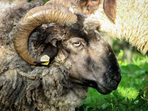 sheep aries ram