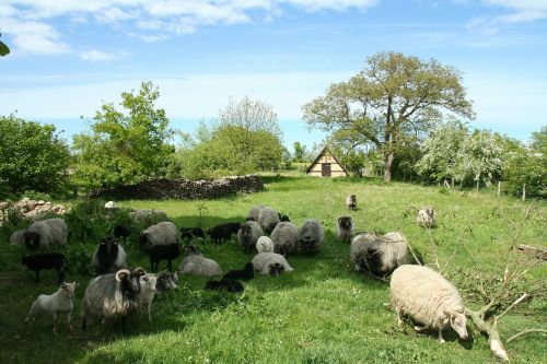 sheep pasture nature