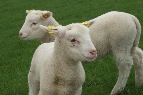 sheep lamb mammal