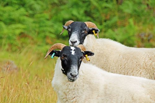 sheep duo scotland