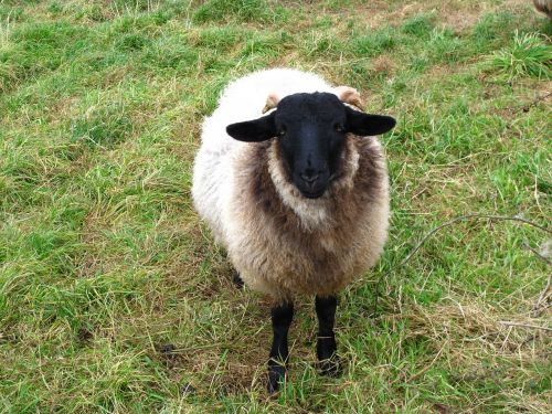 sheep animals wool