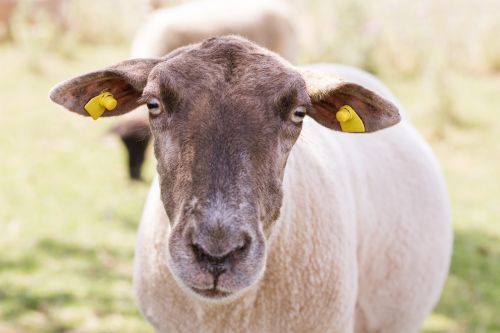 sheep animal portrait head