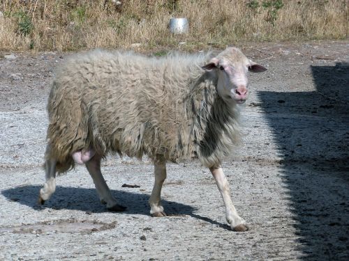 sheep sardinia flock