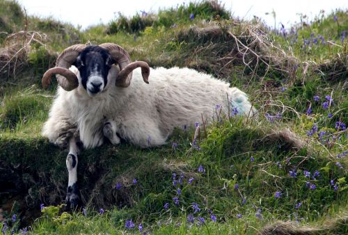 sheep ram bluebell