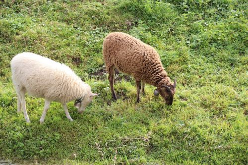 sheep grazing grass