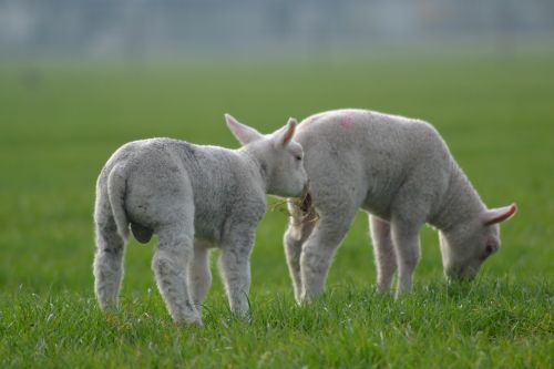 sheep lamb farm