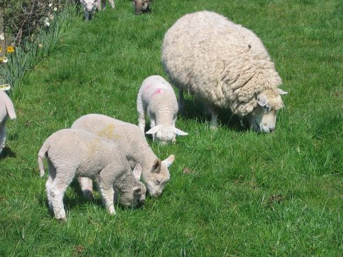 sheep lambs spring