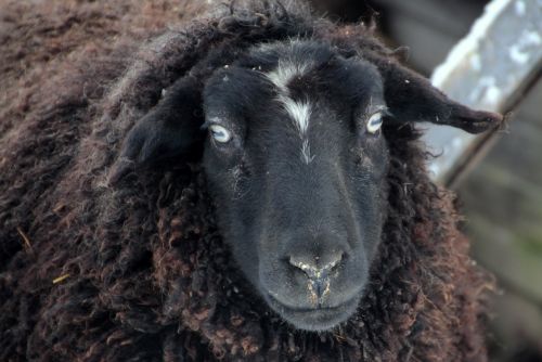 sheep black wool
