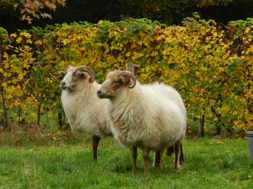 sheep heather s drenthe heath sheep