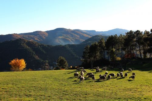 sheep fall mountain