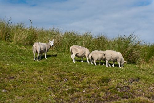sheep flock grass