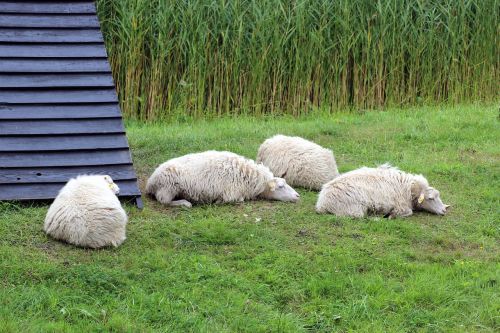 sheep meadow pasture