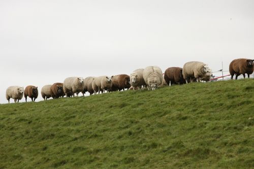 sheep dike sheep on dyke