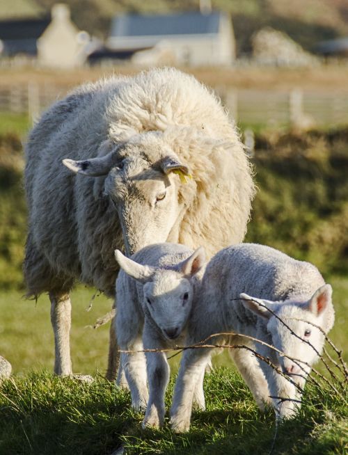 sheep lamb spring