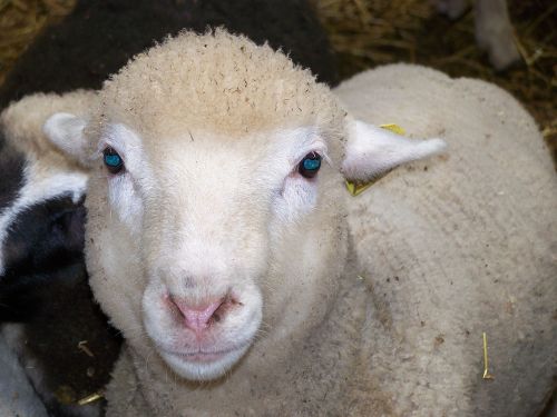 sheep hof animal