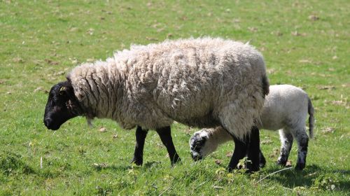 sheep lamb field