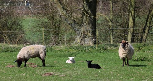 sheep lamb field