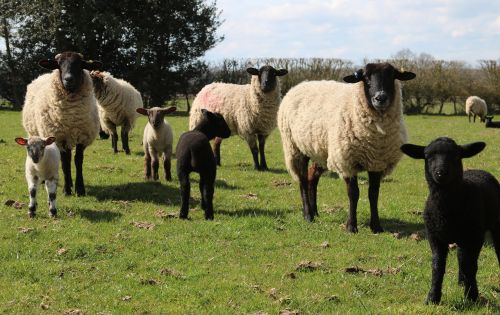 sheep lamb field