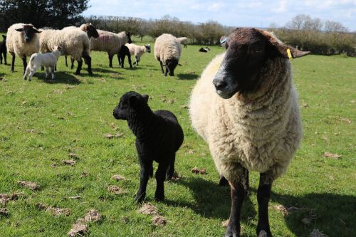 sheep lamb field