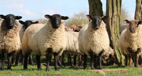 sheep lamb field