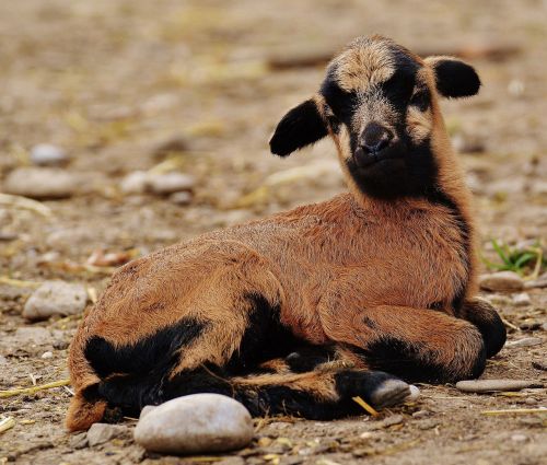 sheep wildpark poing reborn