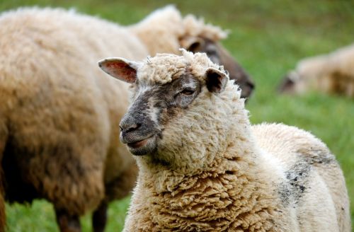 sheep animal wool