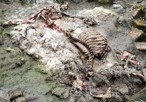 sheep carcass rotten