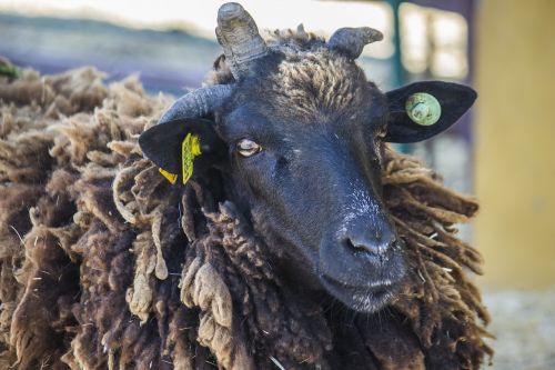sheep goat wool