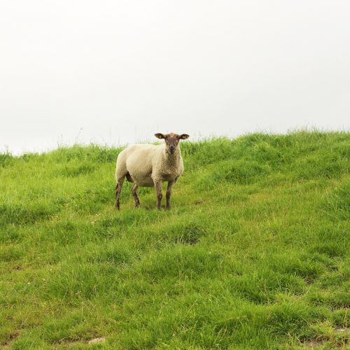 sheep pet livestock