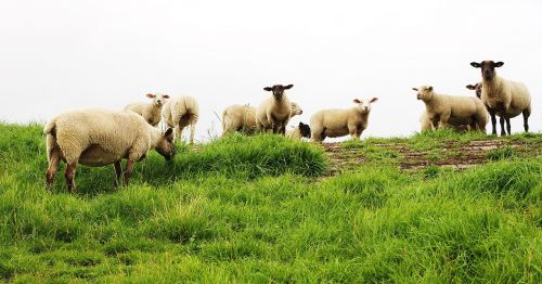 sheep pet livestock