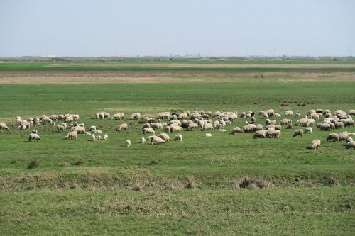 sheep pasture landscape