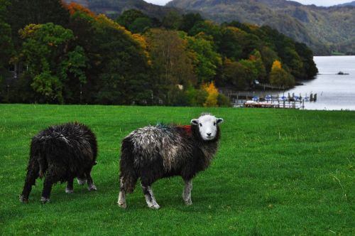 sheep england cumbria