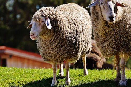 sheep wool animal