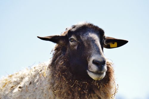 sheep wool animal