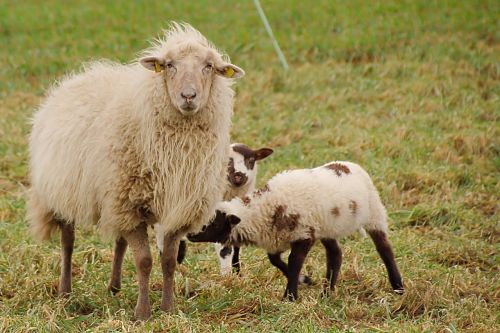 sheep lambs suckle