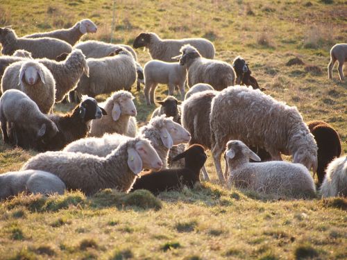 sheep flock animals