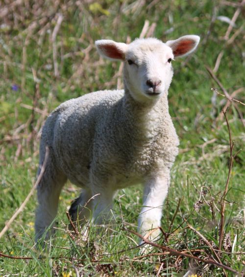 sheep lamb field