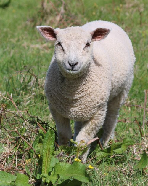 sheep lamb field