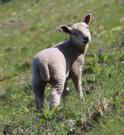 sheep lamb field