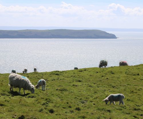 sheep lamb sea