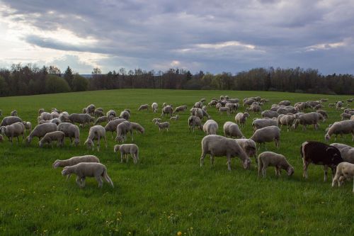 sheep pasture flock