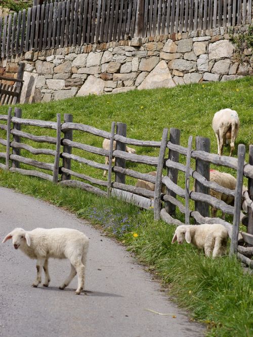 sheep lambs playful